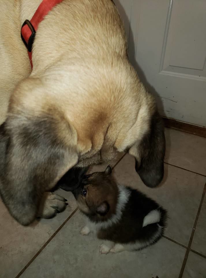 Diesel and Bella - Alisha Mayo.jpg